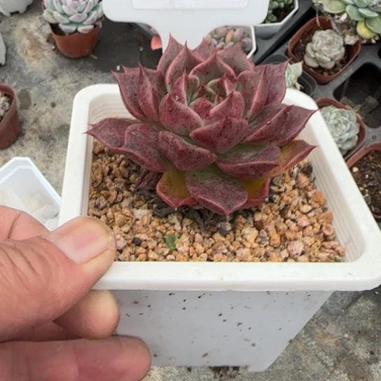 142孤品多肉多植物