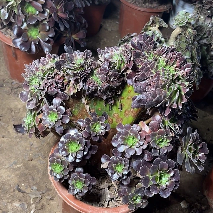 多肉植物法师欧紫缀4