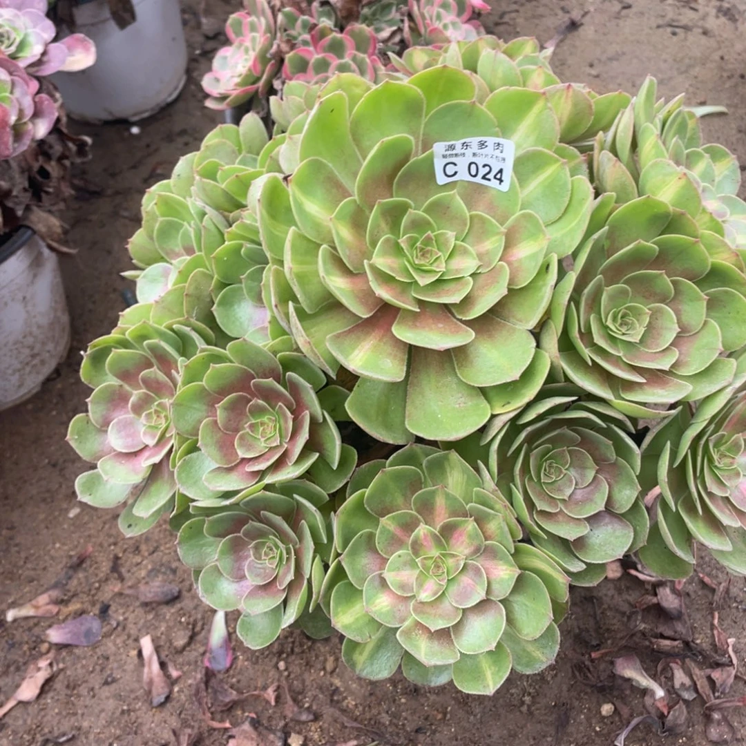 024倾城中班多肉法师断枝不包