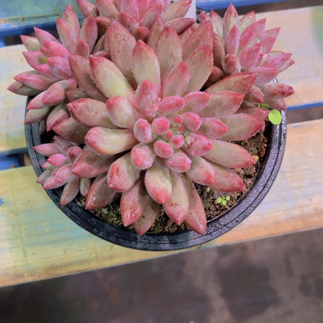 娜***儿虞美人Ａ870一颗一物一拍