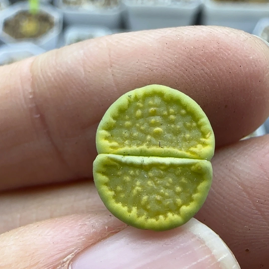 878 清框福利30包邮