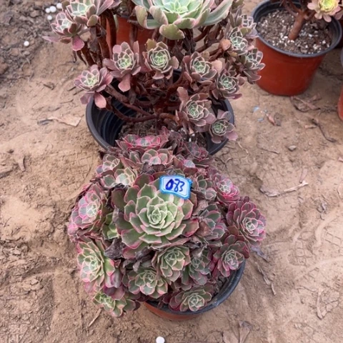 083多肉植物组合，