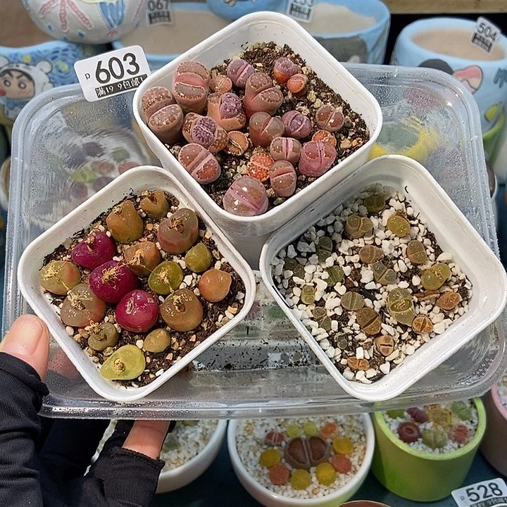 大舅生石花肉锥多肉603