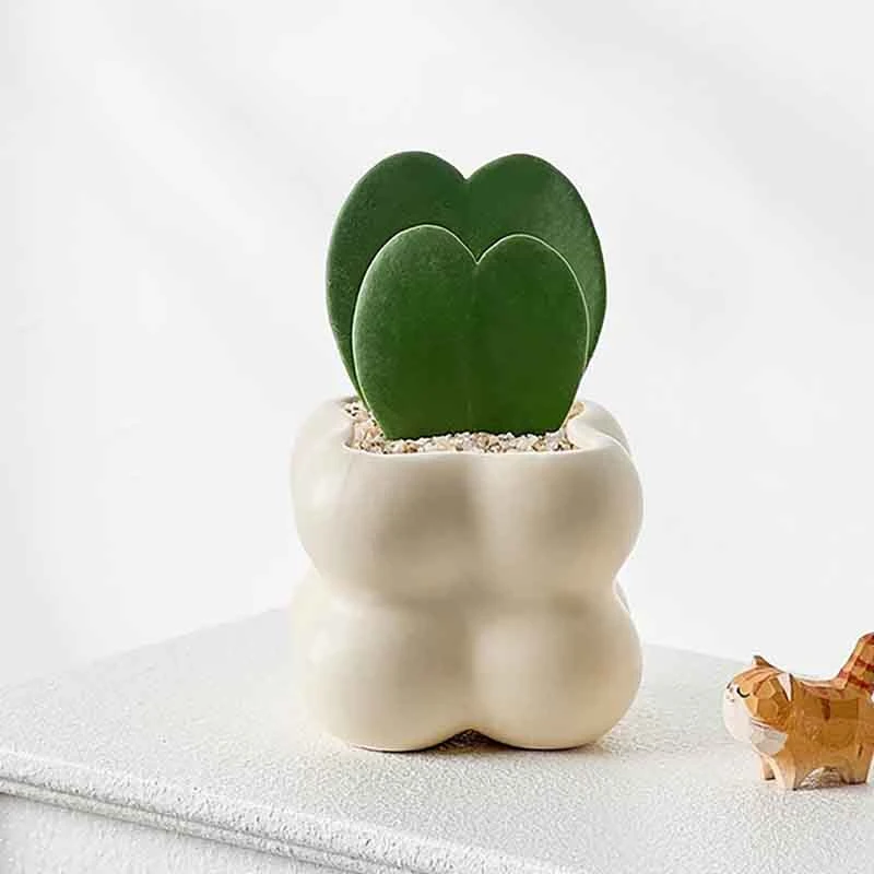 心心相印心叶球兰表白爱意植物情人节礼物耐阴好养