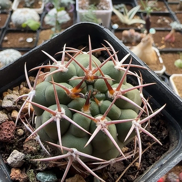 抢刺碧岩玉一物一拍