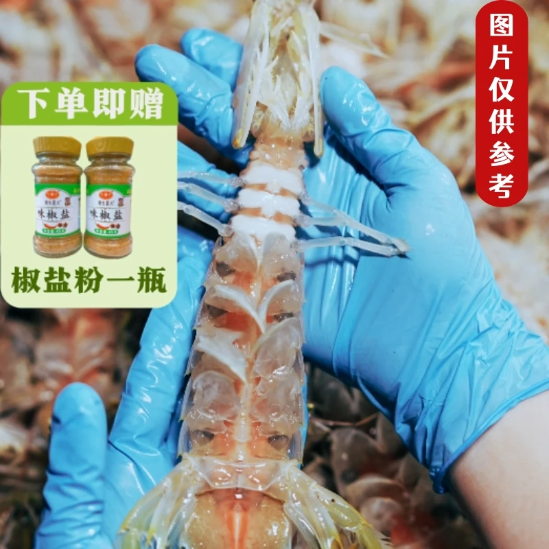 母虾【顺丰直发】北海皮皮虾鲜活濑尿虾熟蒸发货特大虾爬子