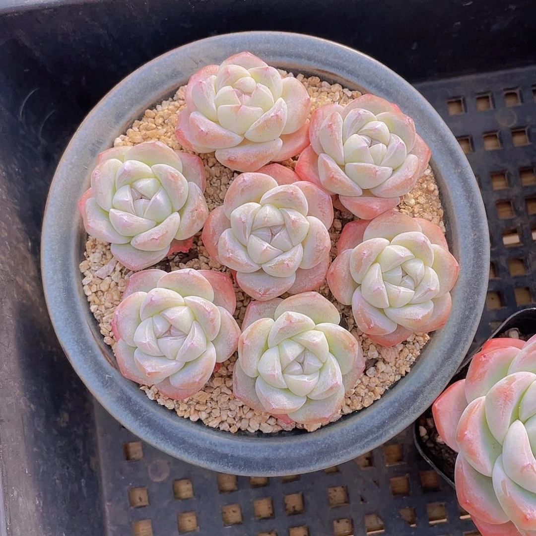 量拍100号 樱花钻石冰玉单头7个