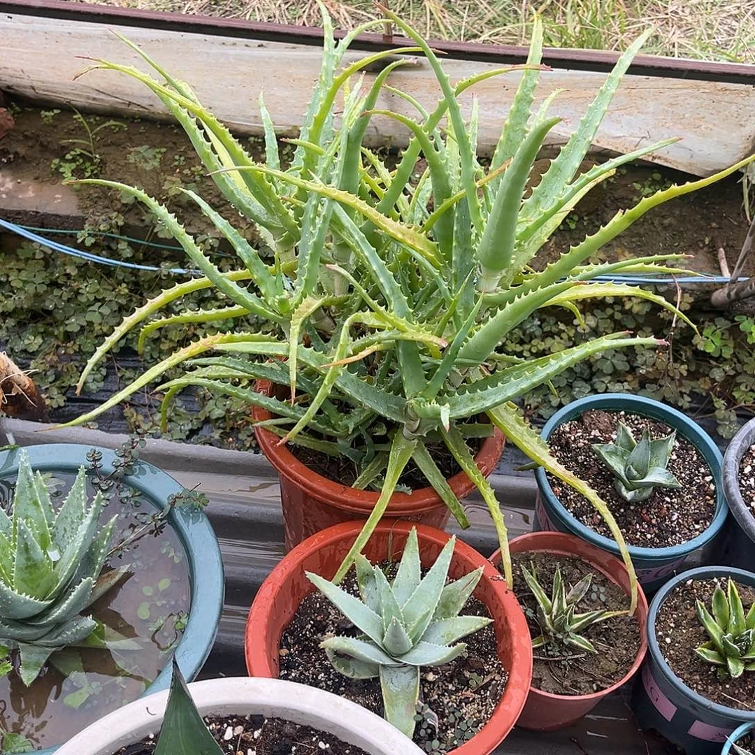 曼***庄大芦荟花卉绿植一盆