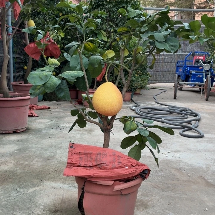 谁***？完全开放一物一拍