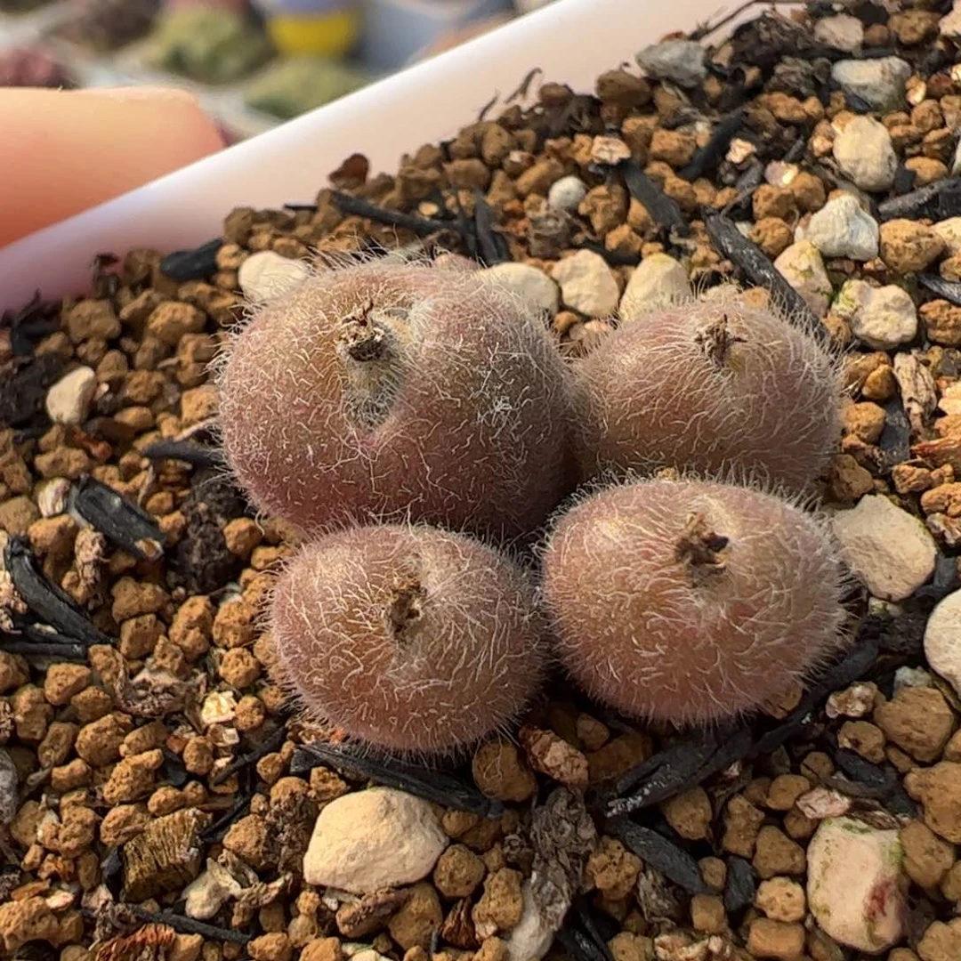 055多肉植物组合