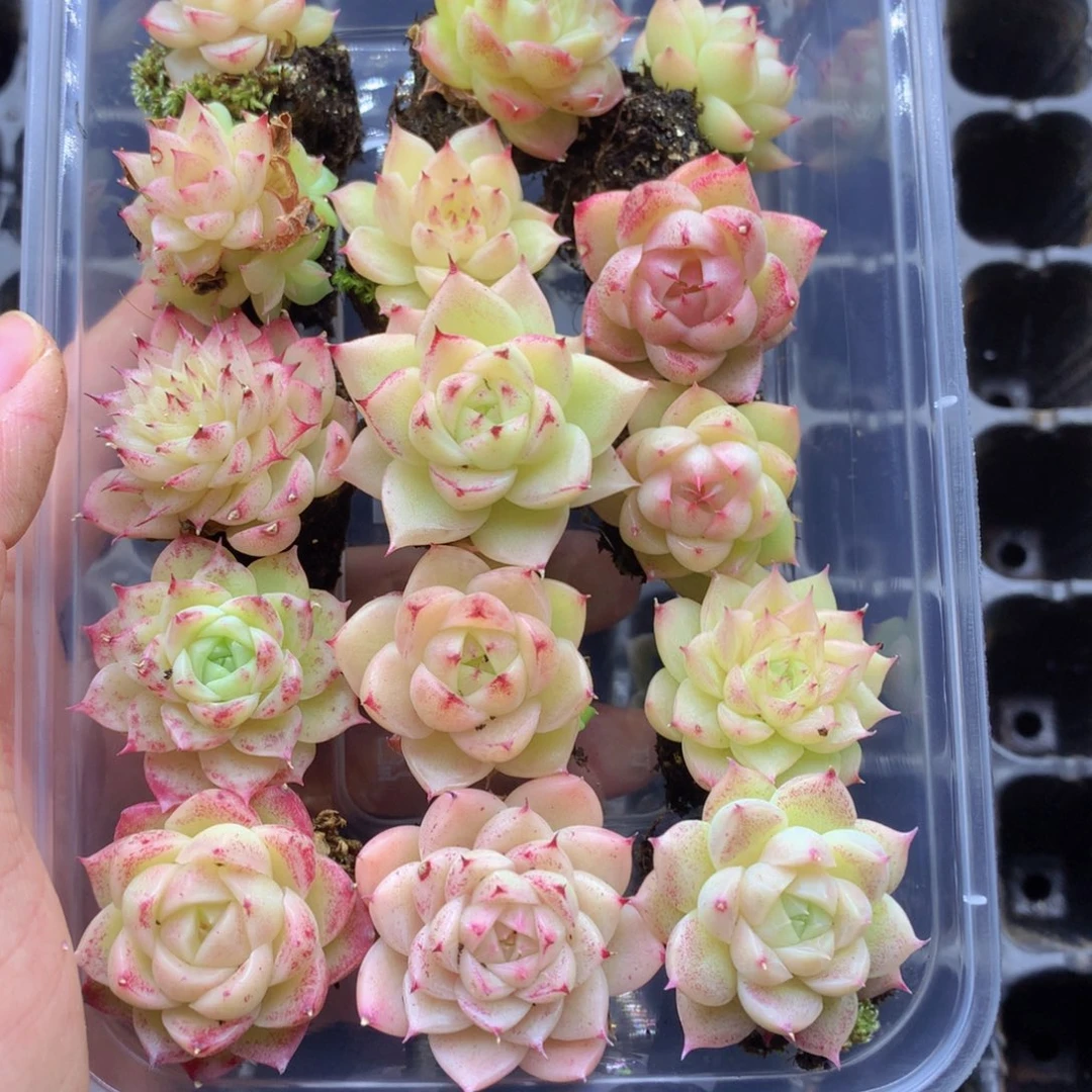 反反复复还是很开心045