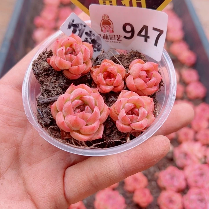 多肉植物多肉植物