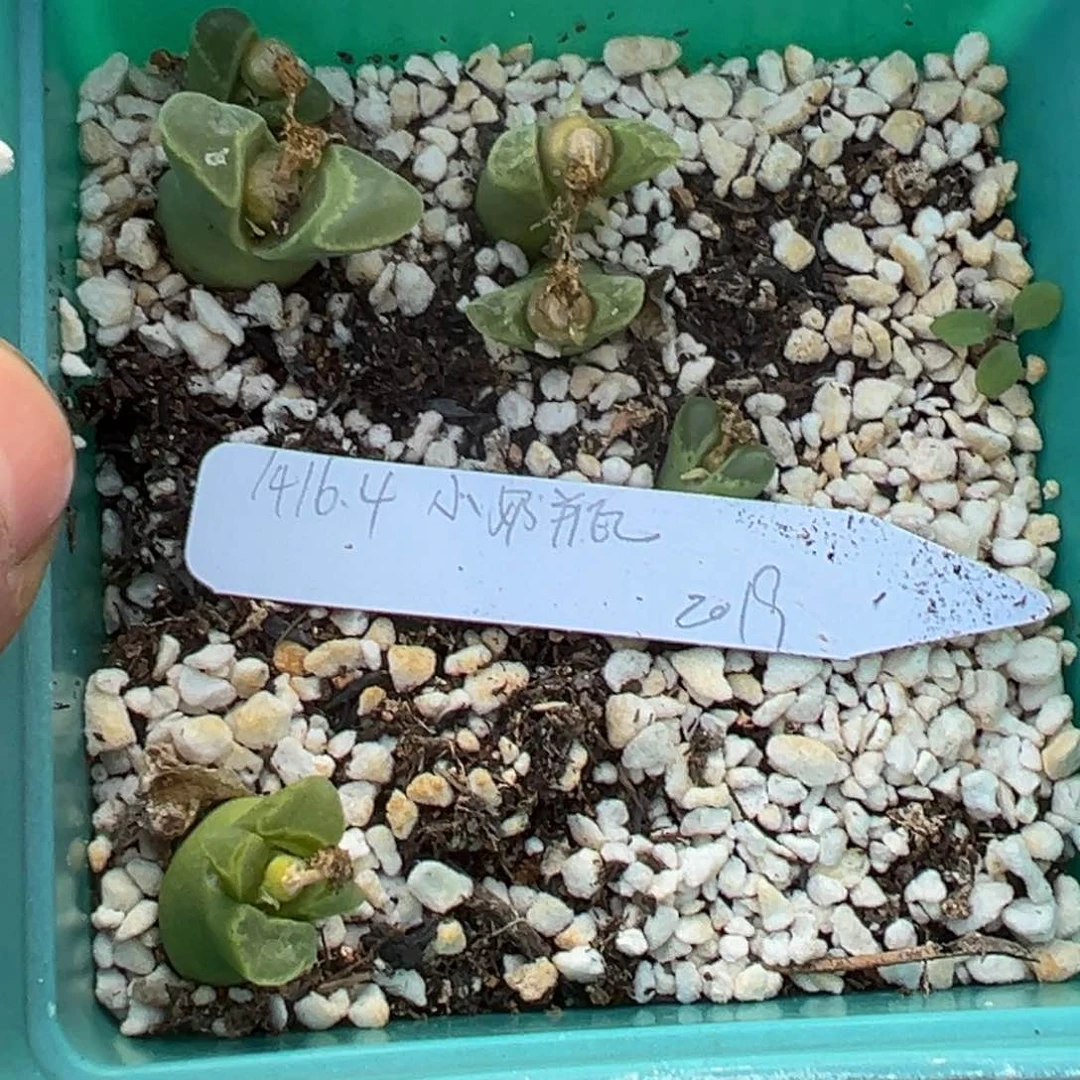 姬**君多肉植物111111111111111