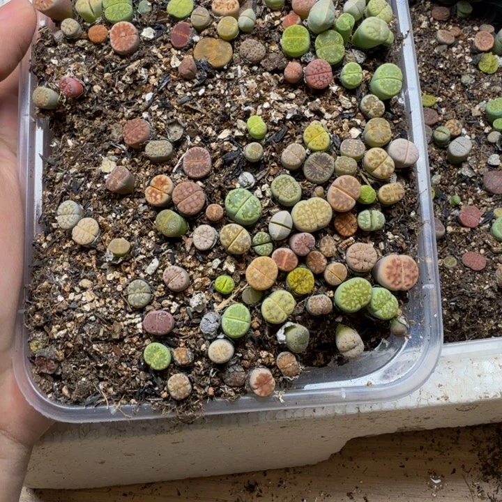 小***️多肉植物的生长发育和174