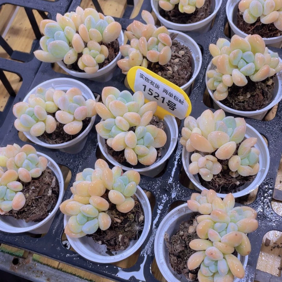 1521号 老桩丽芙美人多头群一个