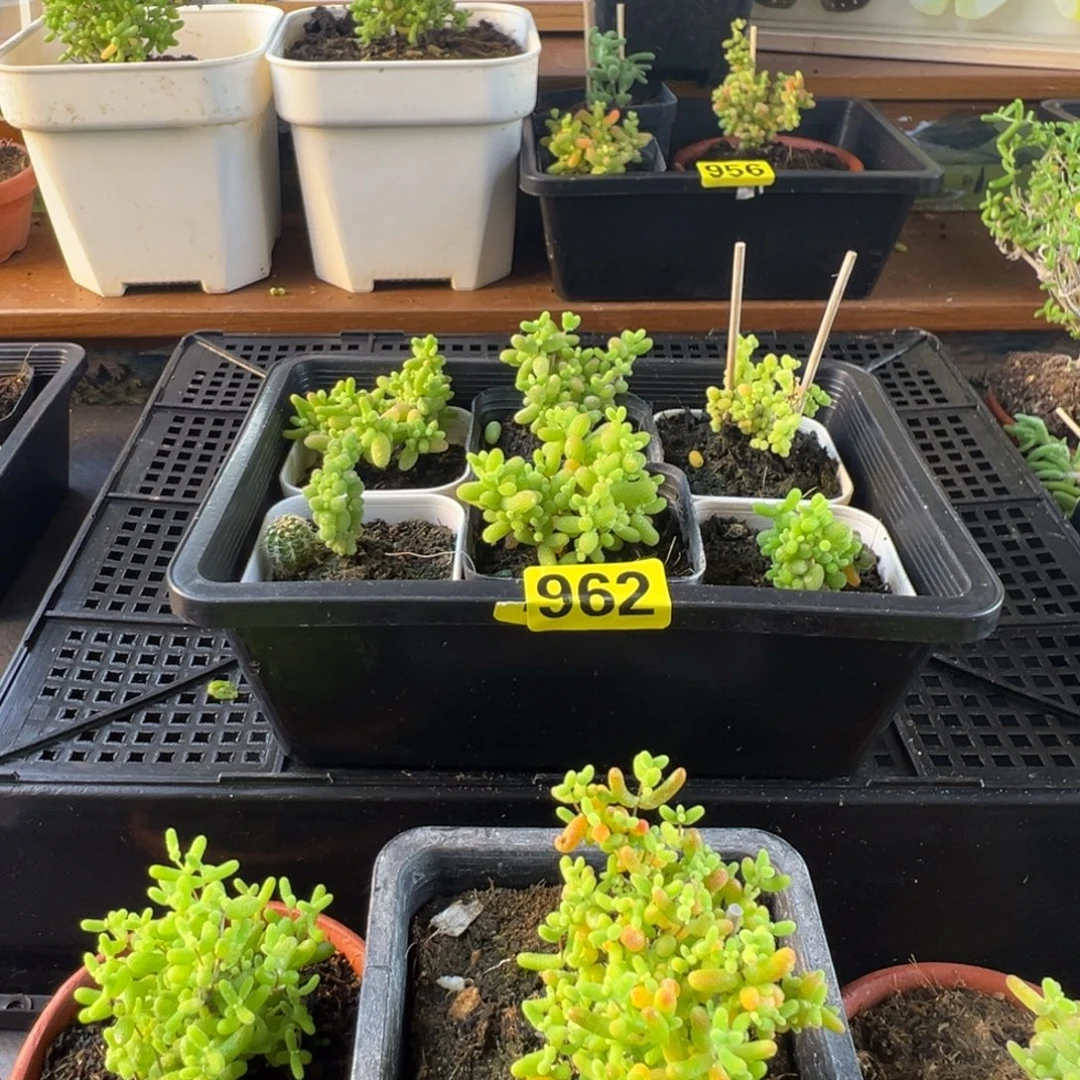 枝干番杏多肉植物962