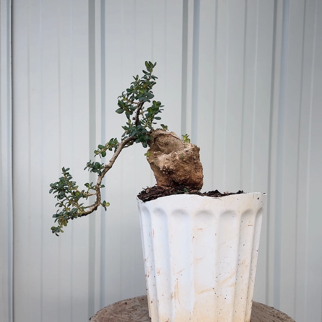 珍珠黄杨盆景素材