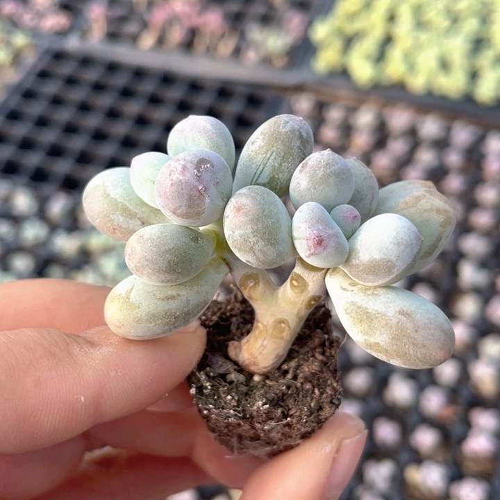 一我一拍屁桃奶满18包邮