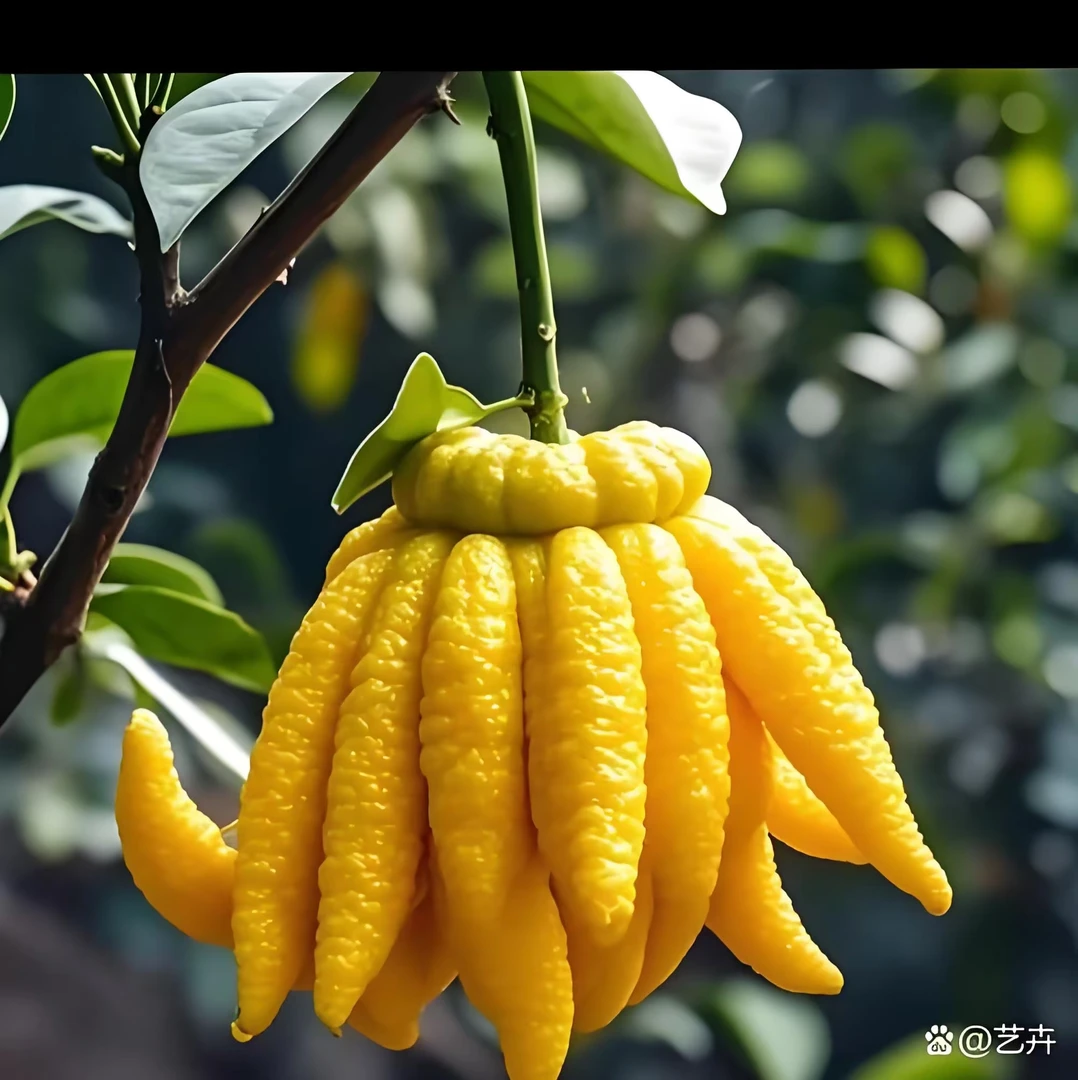 超级福袋.佛手柑.（天然香薰..观赏摆件）