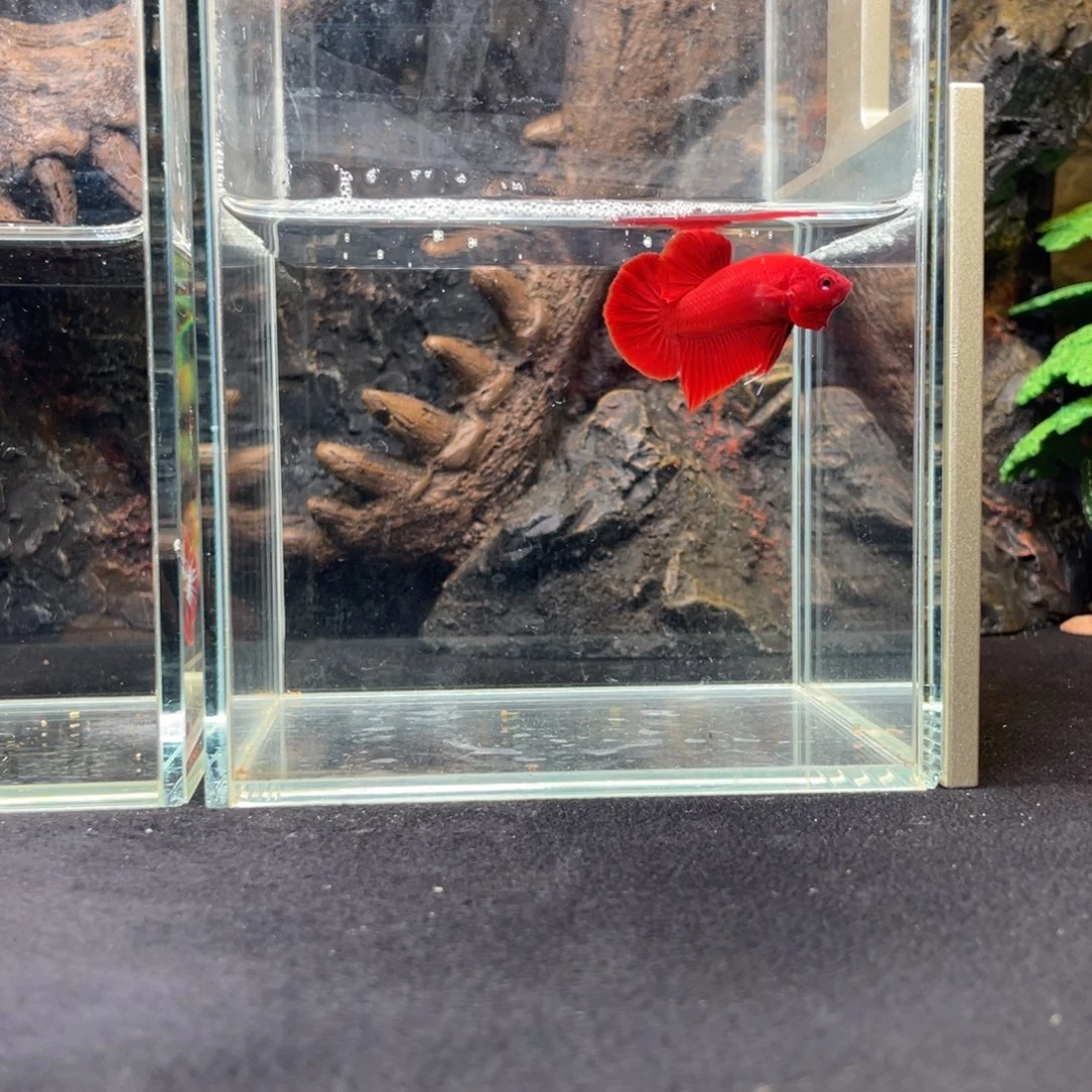 斗鱼十一月十八日竞价