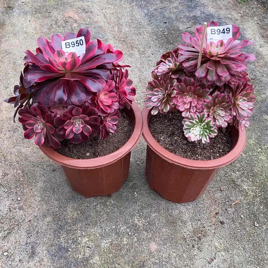 爱**续美杜莎950红铜白949