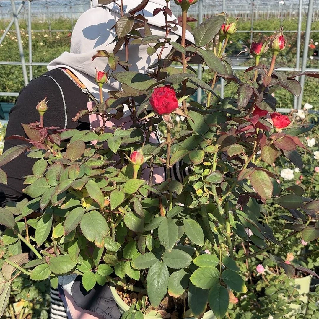 红珊瑚3加仑根接苗