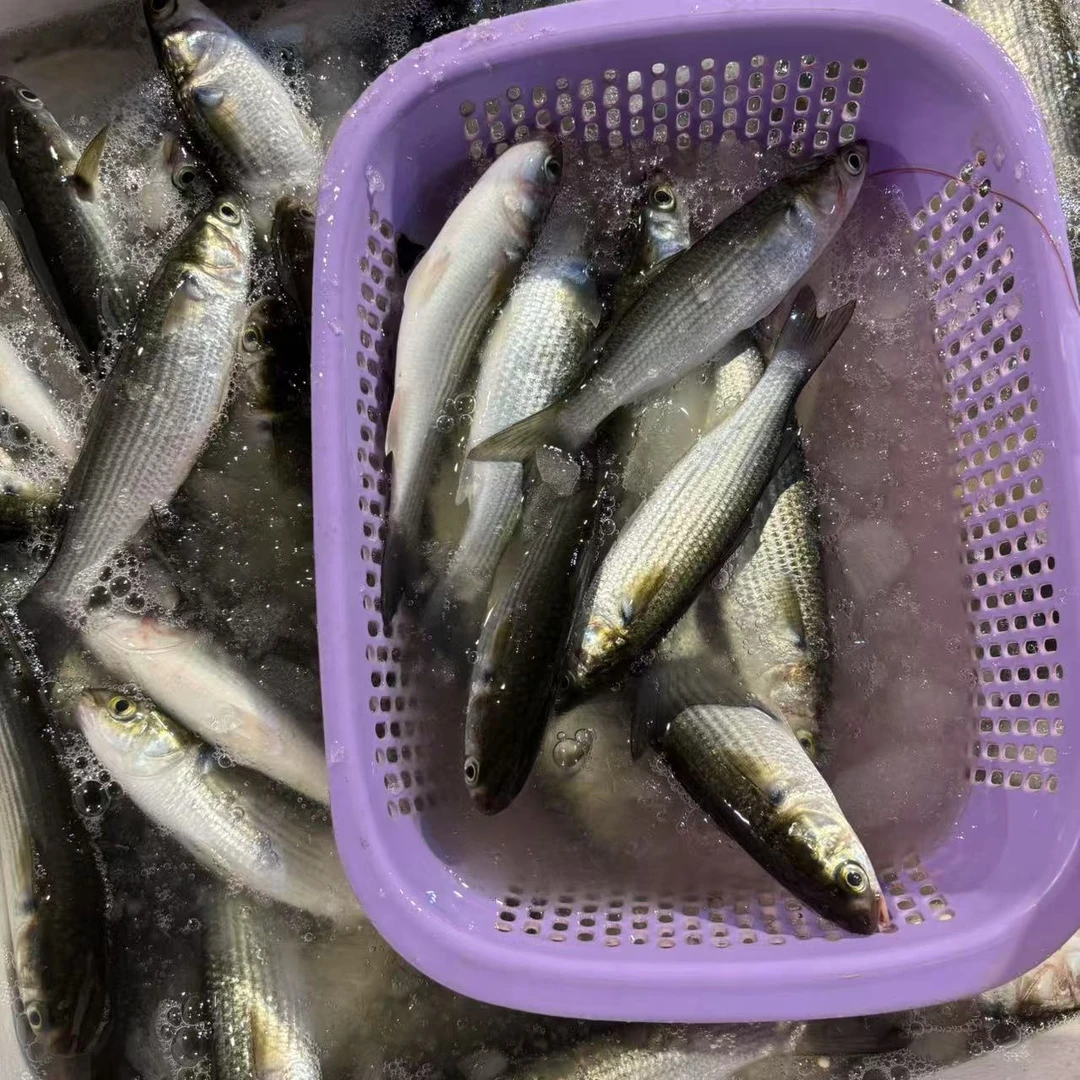 乌头鱼 斋鱼 1斤8条左右 顺丰冷链包邮