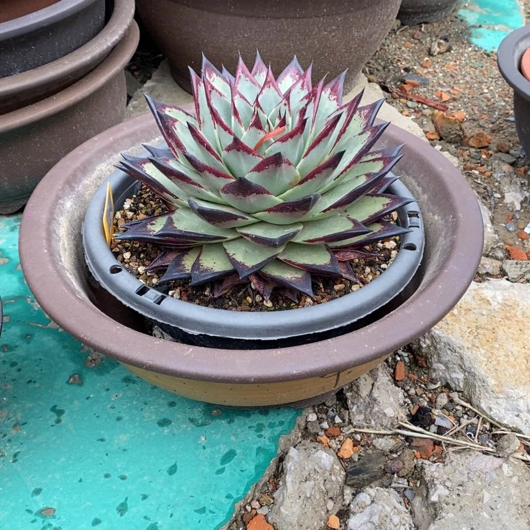 幸****_史蒂夫加盆B-25.5.26