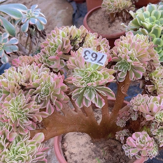 眼***多肉植物一个女巫