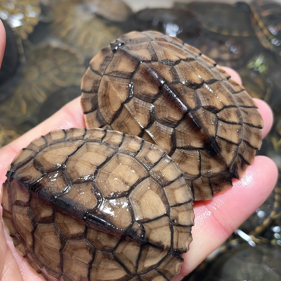 宠物龟不分公母2石错甲