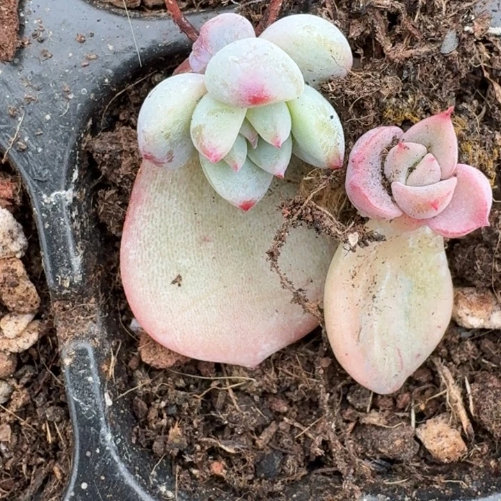 白马珍妮一物一拍73