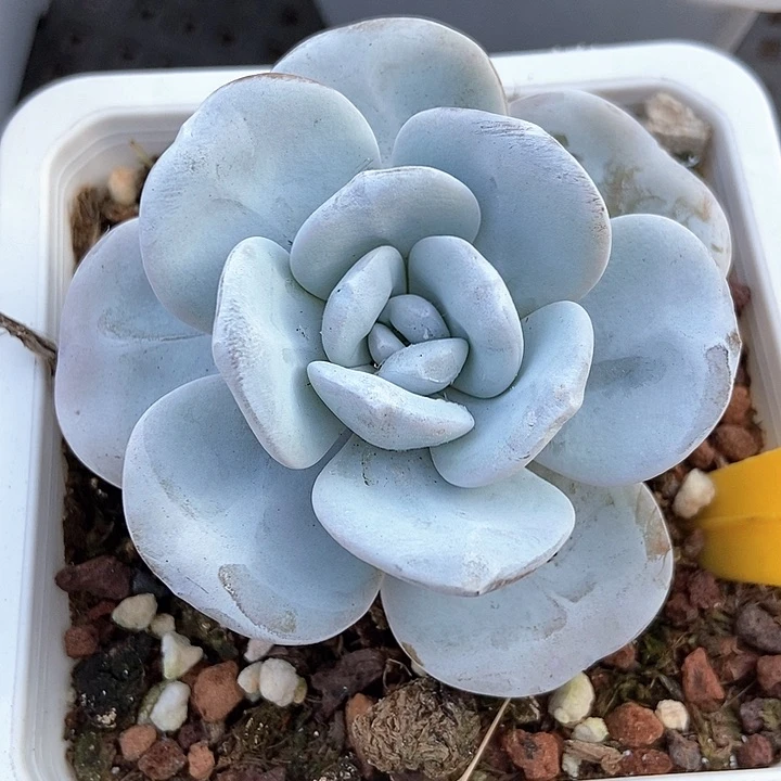 多肉植物雪莲622