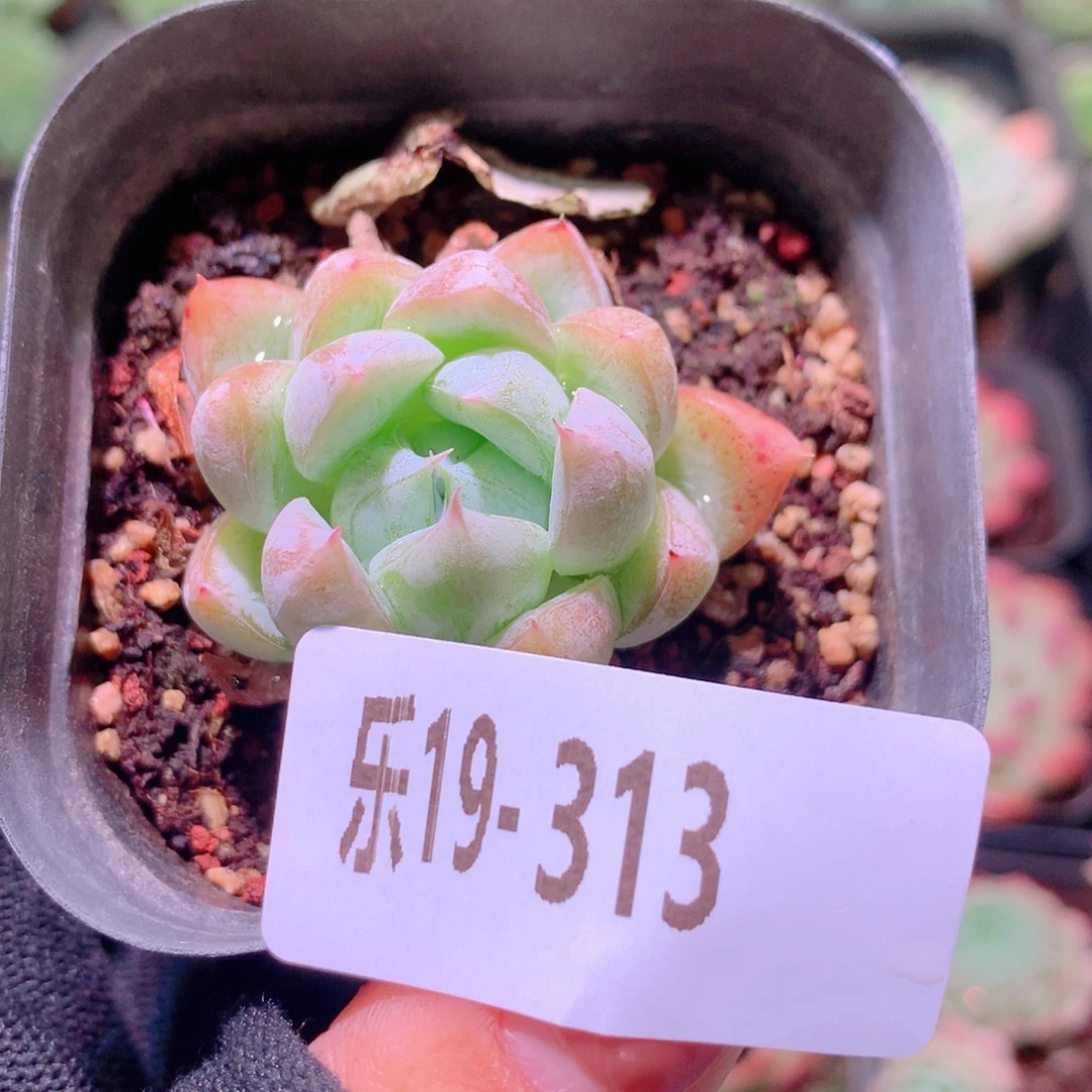 乐然19-313 银河系