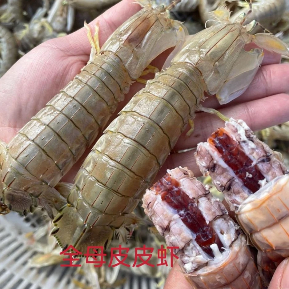 【鲜活】吃黄全母皮皮虾500g