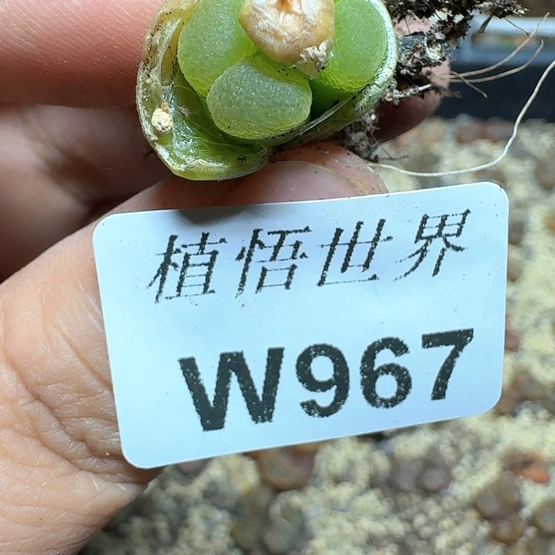 967号d r z w w c多肉植物哇