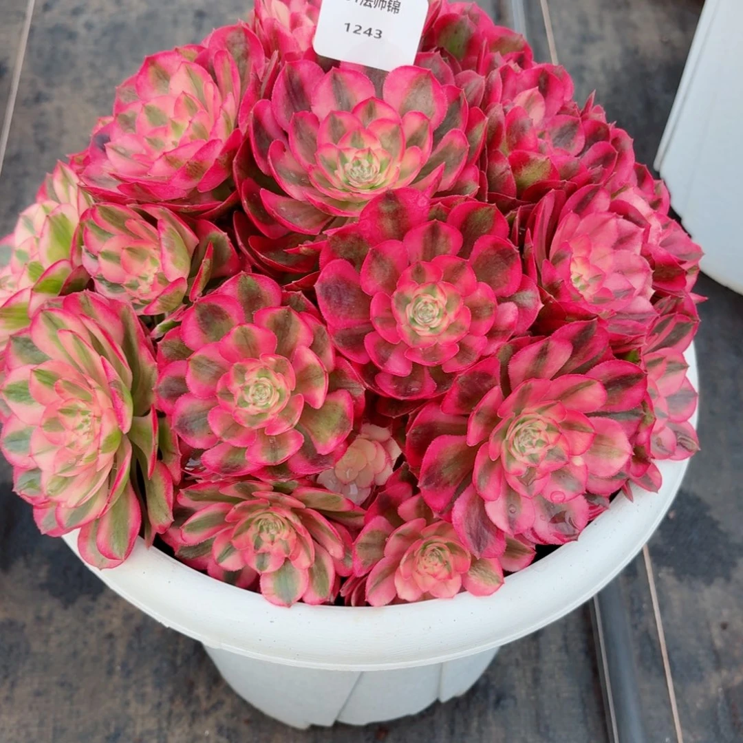 大***马31法师锦多肉1243倾城寄养