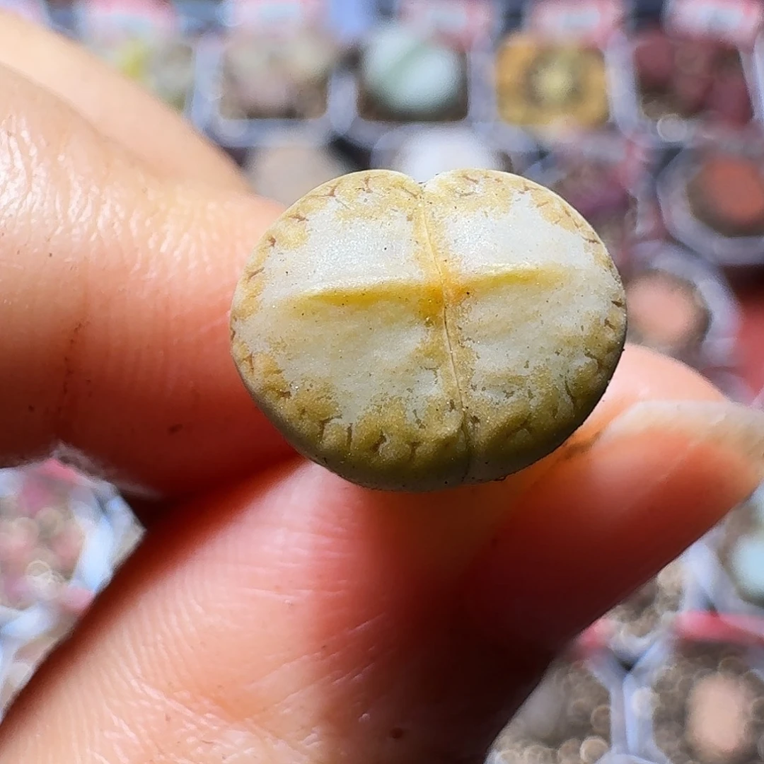 生石花233:：。  99