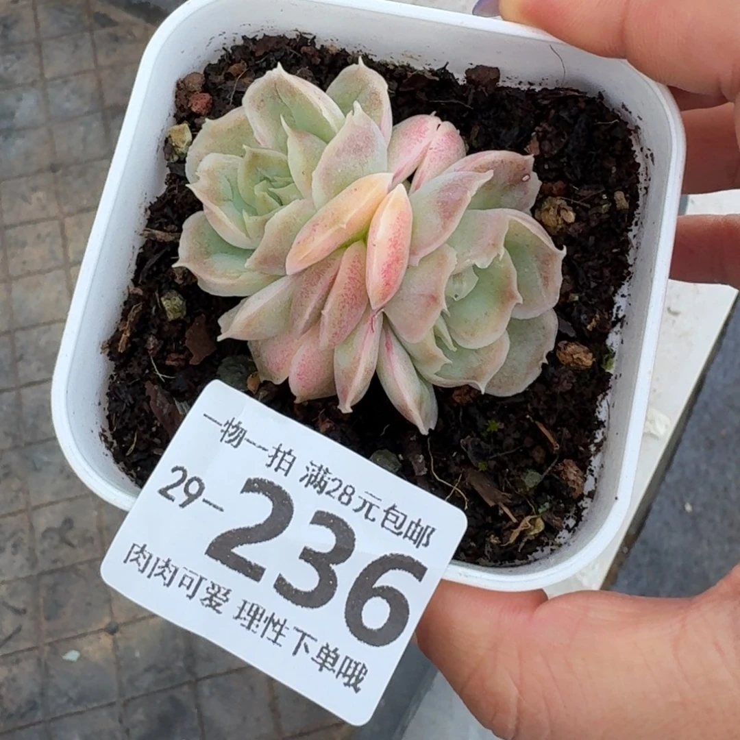 水晶虾饺无盆土发货无