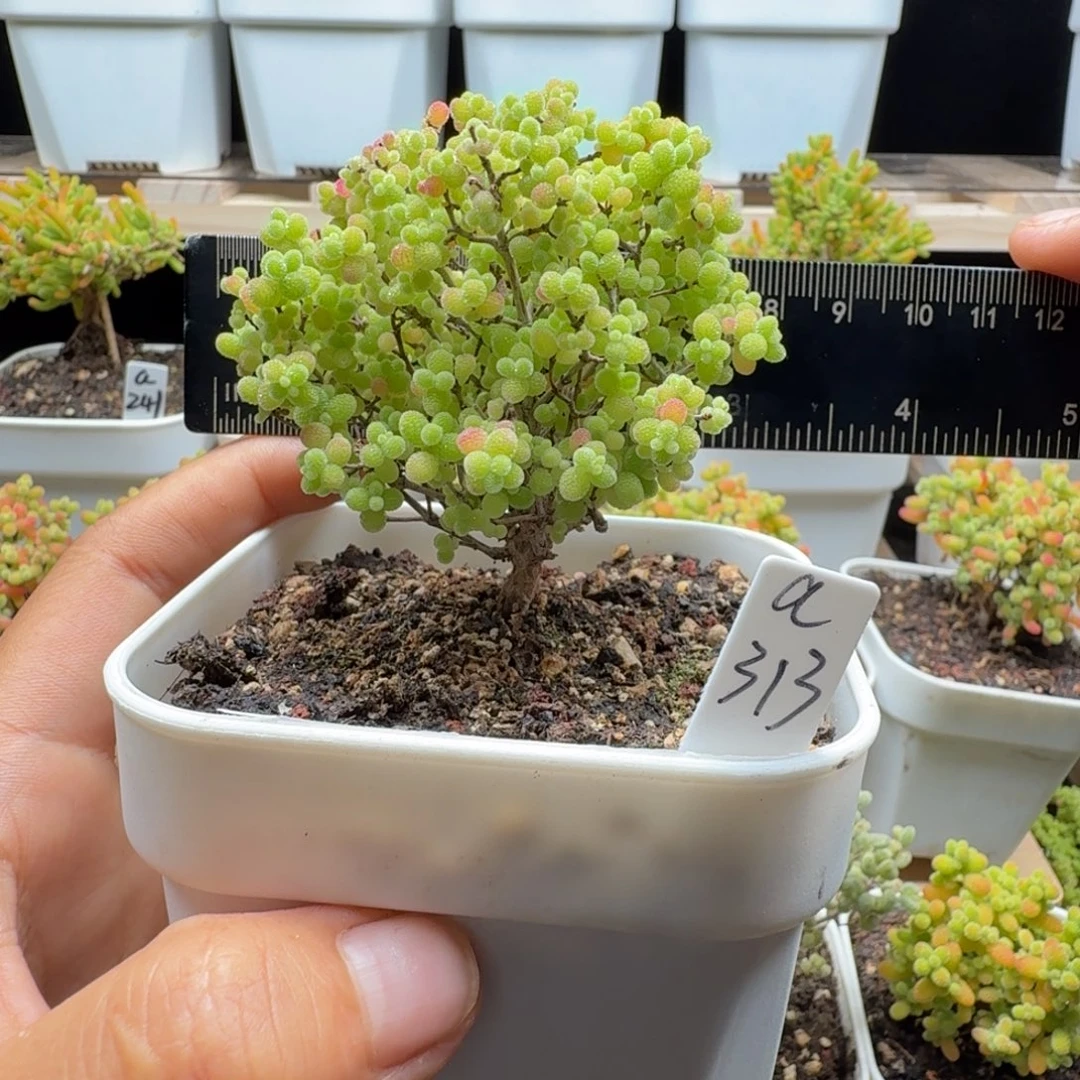 a313号蜜橘冠服6厘米左右