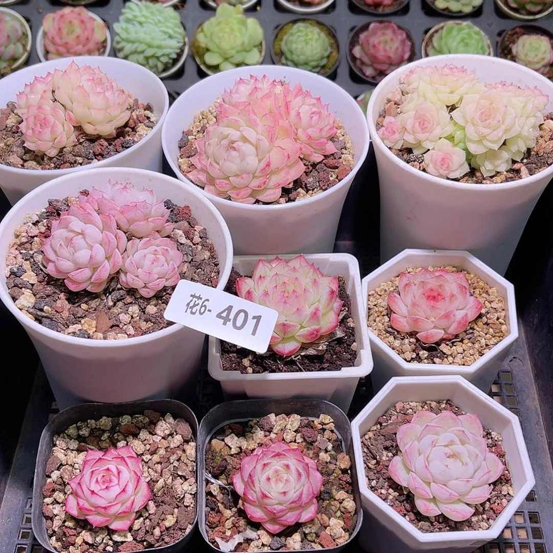 花06-401框拍多肉9颗