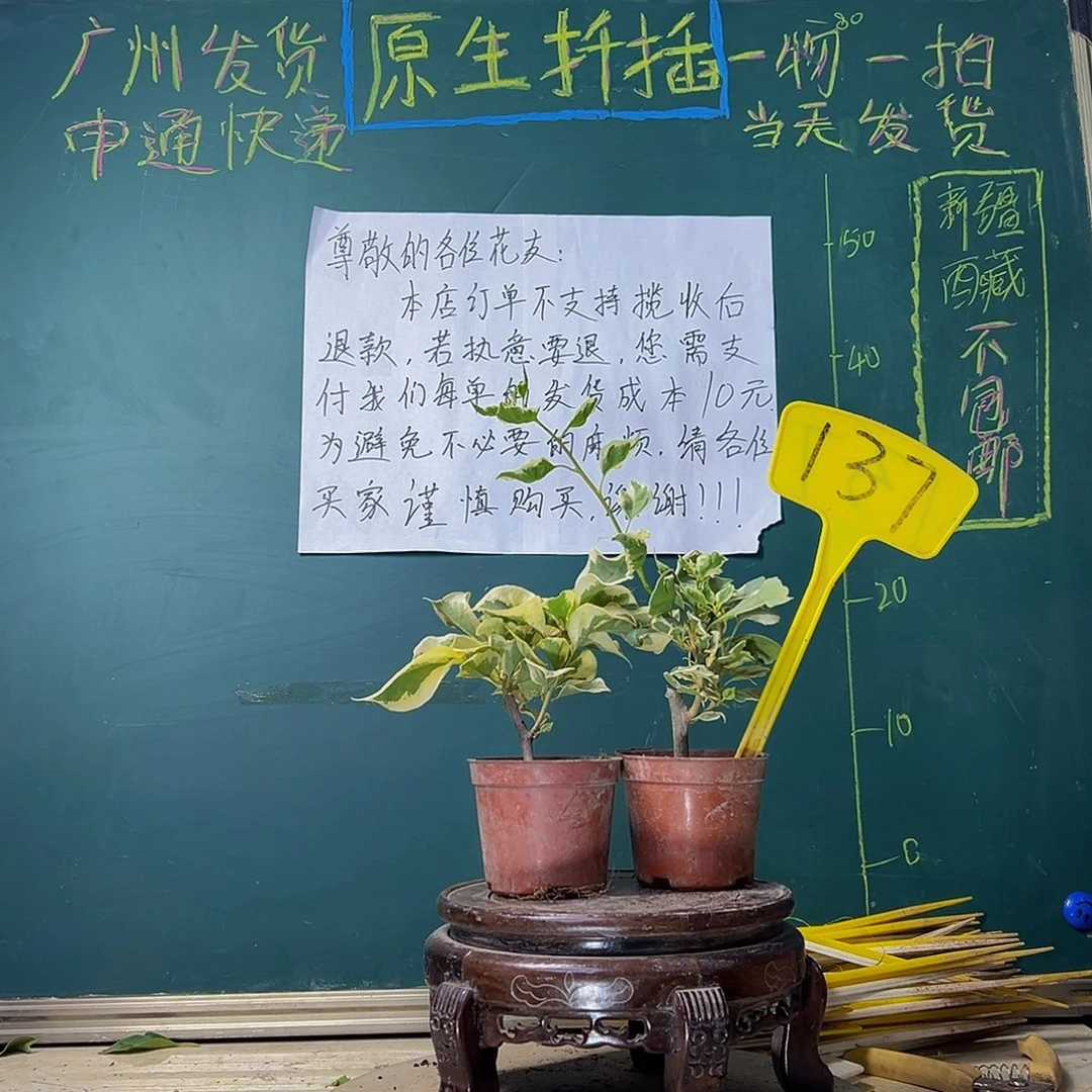 当前无花栽培后可以开花射线鱼掌中宝 斑叶盲盒掌中宝137