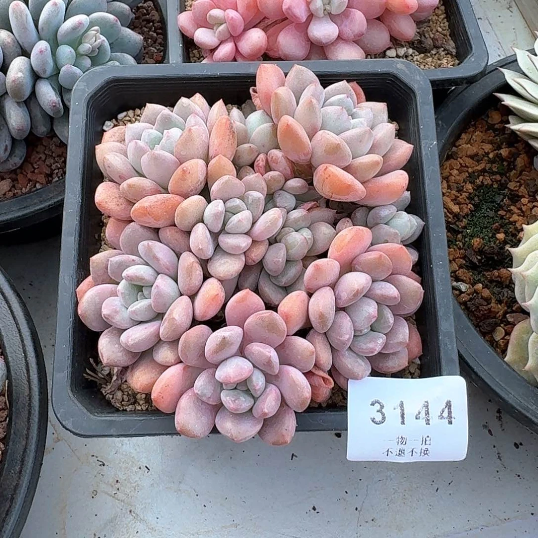 ?**?3144白鹭多肉