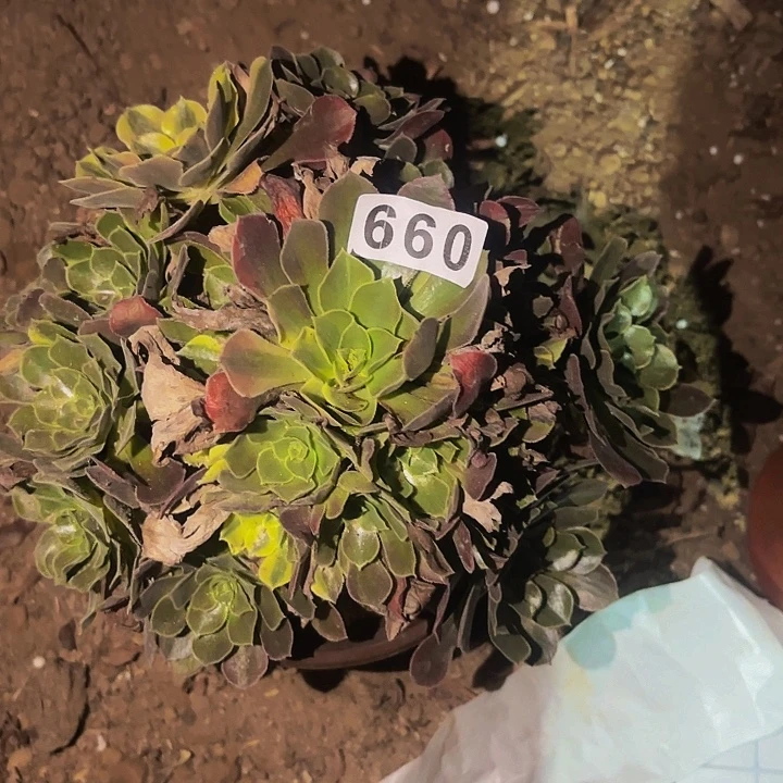 099香妃多肉植物不售后