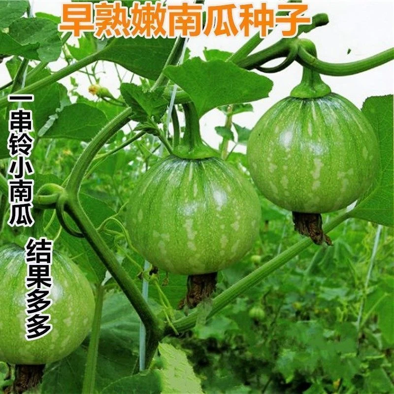 一串铃南瓜种子迷你花皮圆形嫩小南瓜高产种籽四季青南瓜蔬菜种子