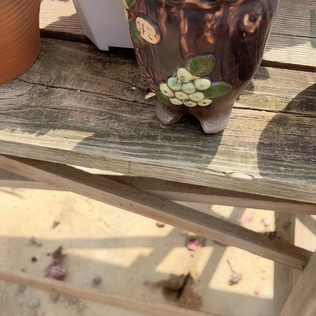 浪**生多肉盆多肉盆