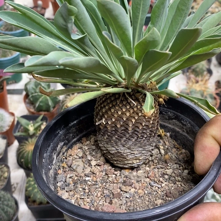 实生铁甲丸特价福利