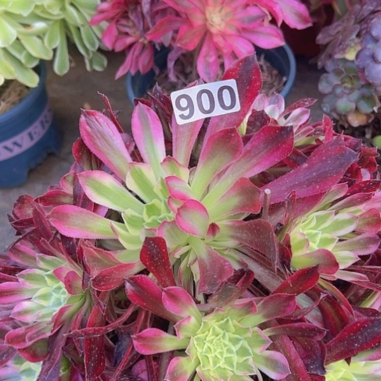 小*多肉植物一个