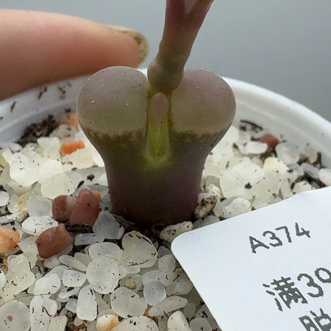 374多肉哈哈哈哈哈哈