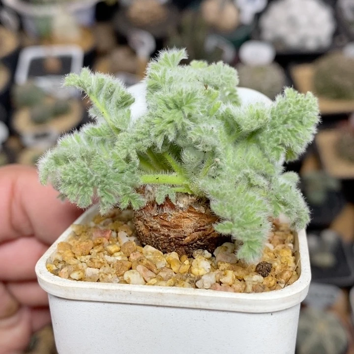 58号实生羽叶洋葵2.5cm