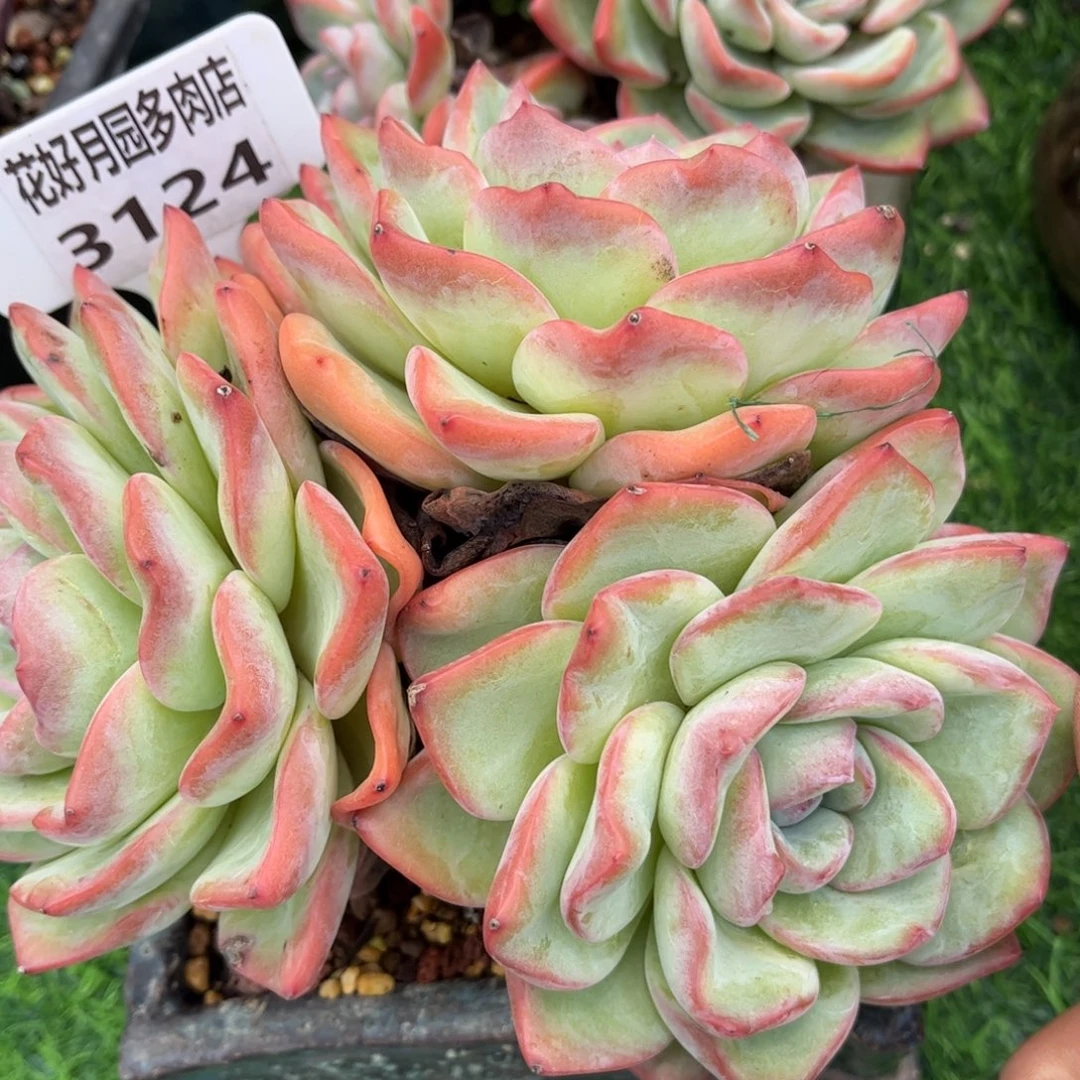 怡***心多肉植物3124 一定要拍个冷链哦